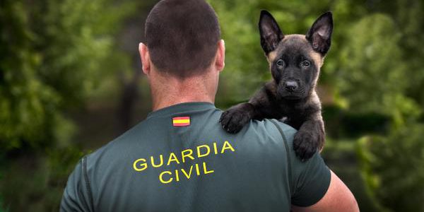 SESION   INFORMATIVA   GRATUITA   SOBRE   EL   ACCESO   Y   LA  OPOSICION  A  LA  GUARDIA CIVIL. DIA 17 A LAS 19 HORAS